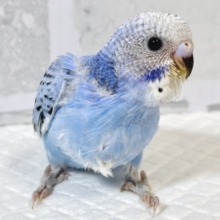 セキセイインコ  ブルーオパーリン  🐣💙🎶
