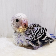 奥深き1羽💜セキセイインコのバイオレットオパーリン 🌟