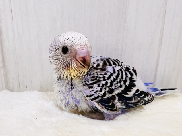 奥深き1羽💜セキセイインコのバイオレットオパーリン 🌟