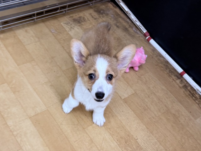 構ってくんないと拗ねちゃうぞ💗コーギーの女のコきました🌟 ウェルシュコーギー・ペンブローグ