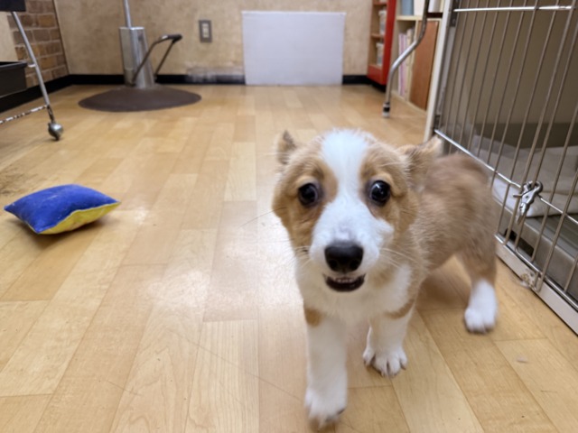 構ってくんないと拗ねちゃうぞ💗コーギーの女のコきました🌟 ウェルシュコーギー・ペンブローグ