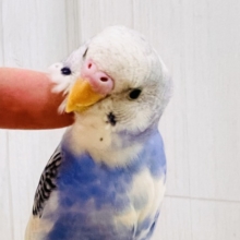 ほえほえ🩷べたなれの才能開花🌼セキセイインコのブルーパイド🩵