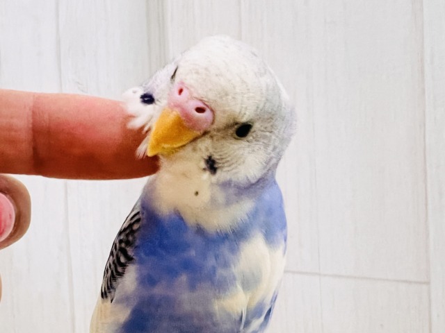 ほえほえ🩷べたなれの才能開花🌼セキセイインコのブルーパイド🩵
