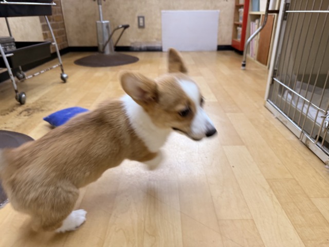 構ってくんないと拗ねちゃうぞ💗コーギーの女のコきました🌟 ウェルシュコーギー・ペンブローグ