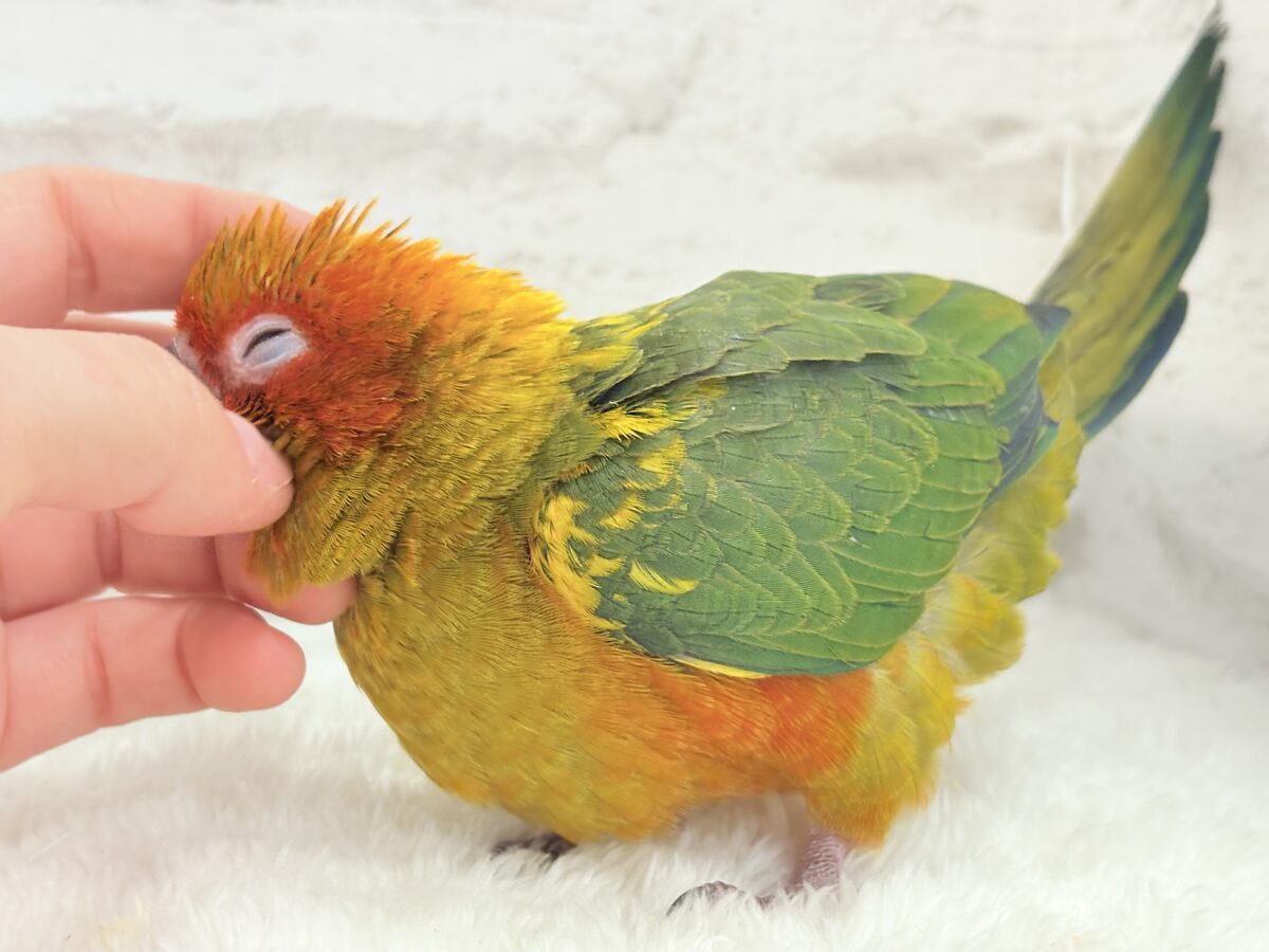 コガネメキシコインコ