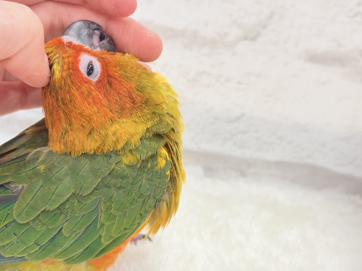 コガネメキシコインコ