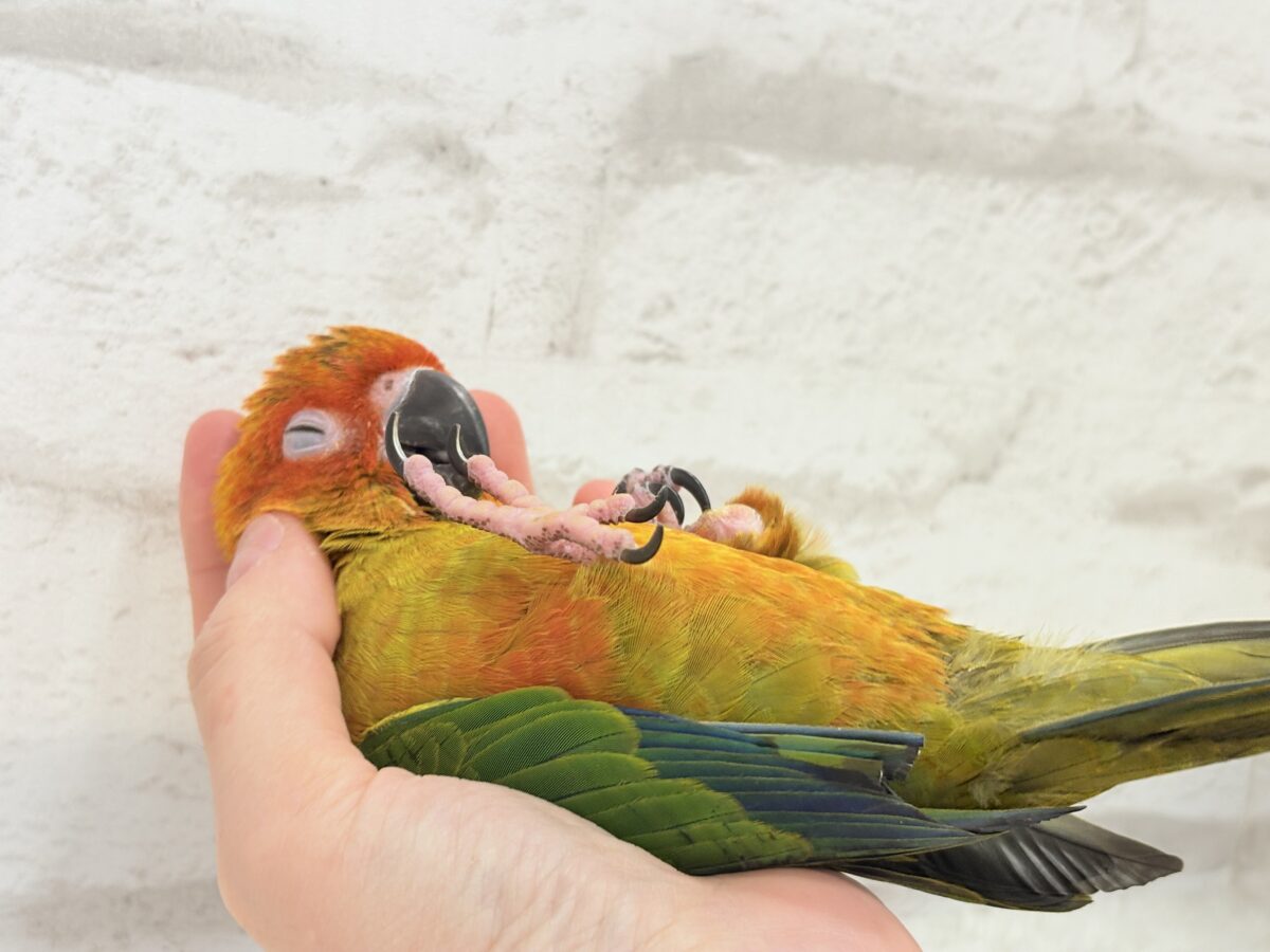 コガネメキシコインコ