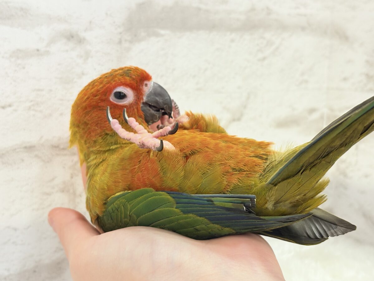 コガネメキシコインコ