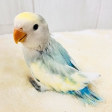 最新画像更新✨争奪戦になるぞ〜🔥可愛すぎて眩しい〜😇💓‪コザクラインコのヒナ(ブルーチェリーパイド)入荷しました❤️