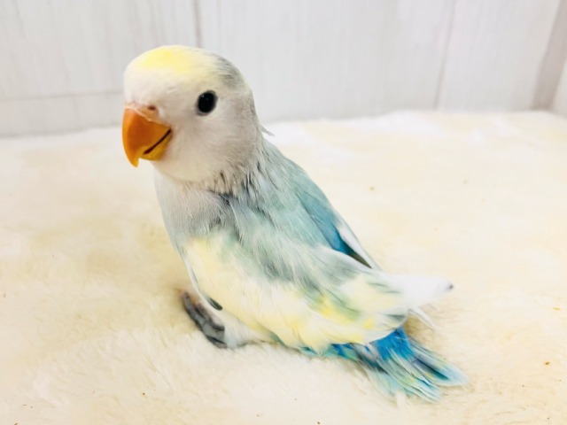 最新画像更新✨争奪戦になるぞ〜🔥可愛すぎて眩しい〜😇💓‪コザクラインコのヒナ(ブルーチェリーパイド)入荷しました❤️