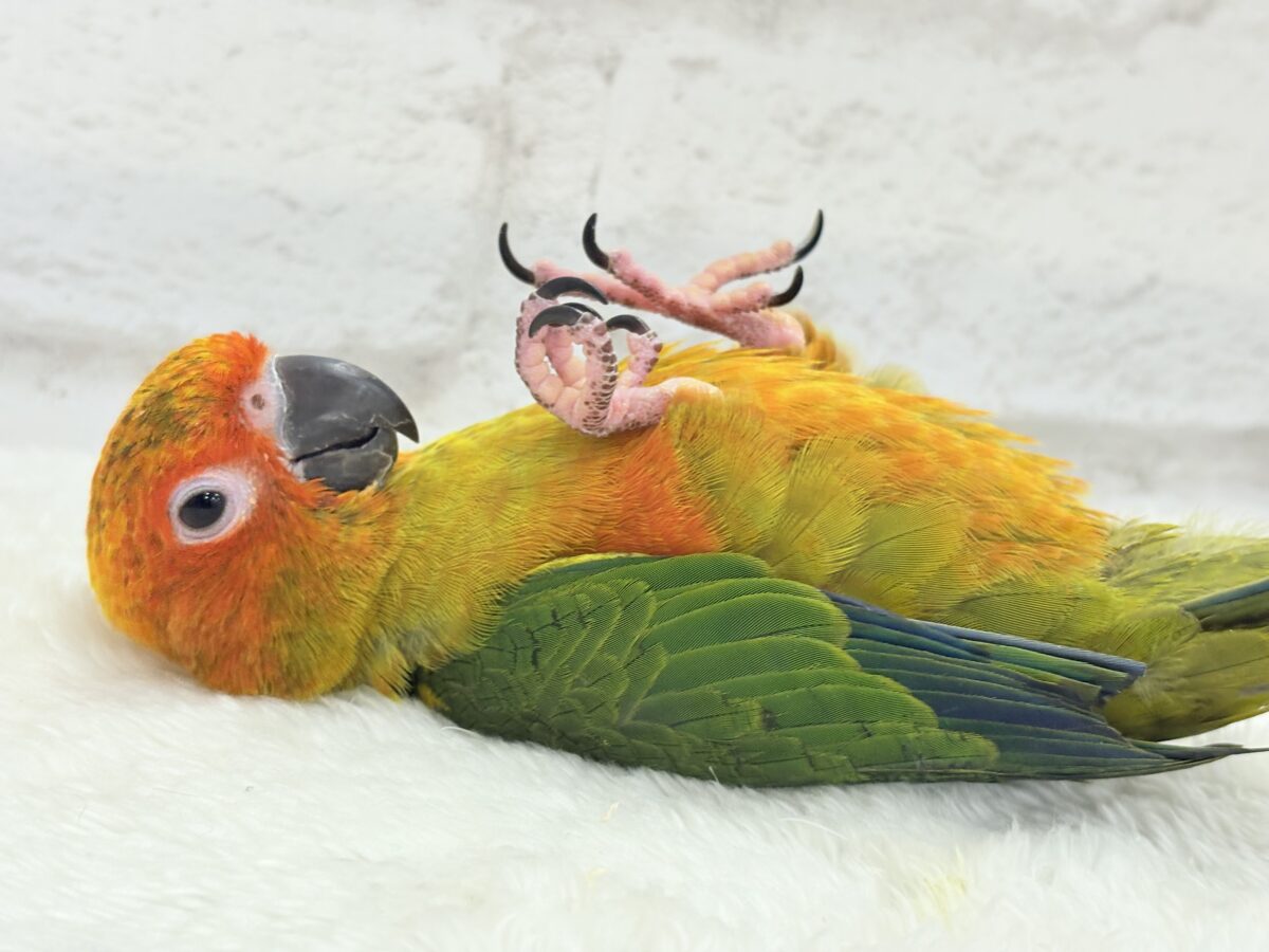 コガネメキシコインコ