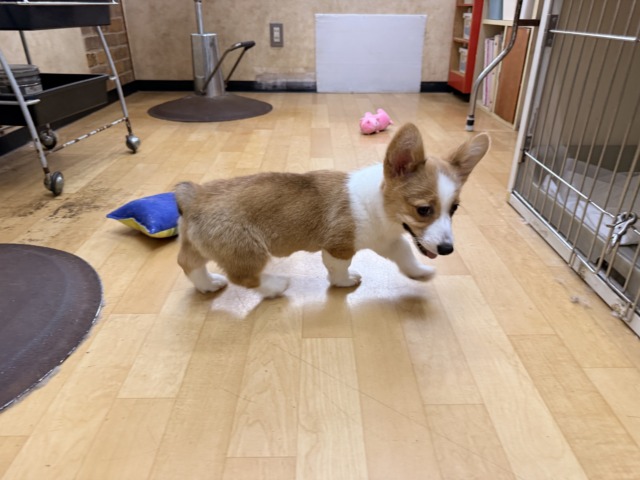 構ってくんないと拗ねちゃうぞ💗コーギーの女のコきました🌟 ウェルシュコーギー・ペンブローグ