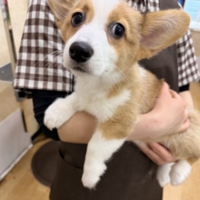 構ってくんないと拗ねちゃうぞ💗コーギーの女のコきました🌟