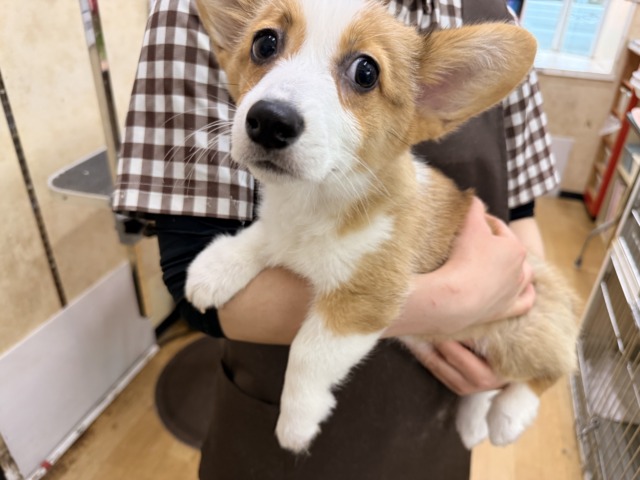 構ってくんないと拗ねちゃうぞ💗コーギーの女のコきました🌟