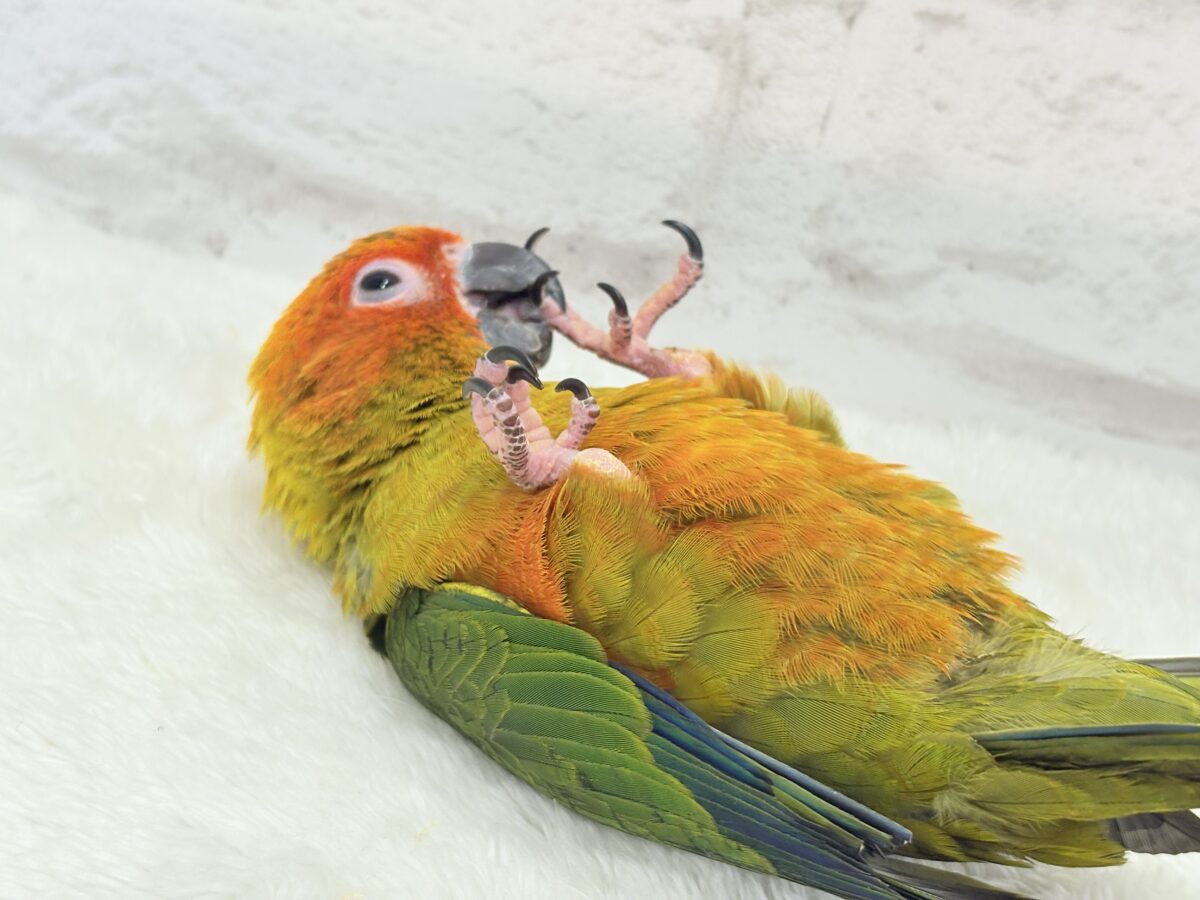 コガネメキシコインコ
