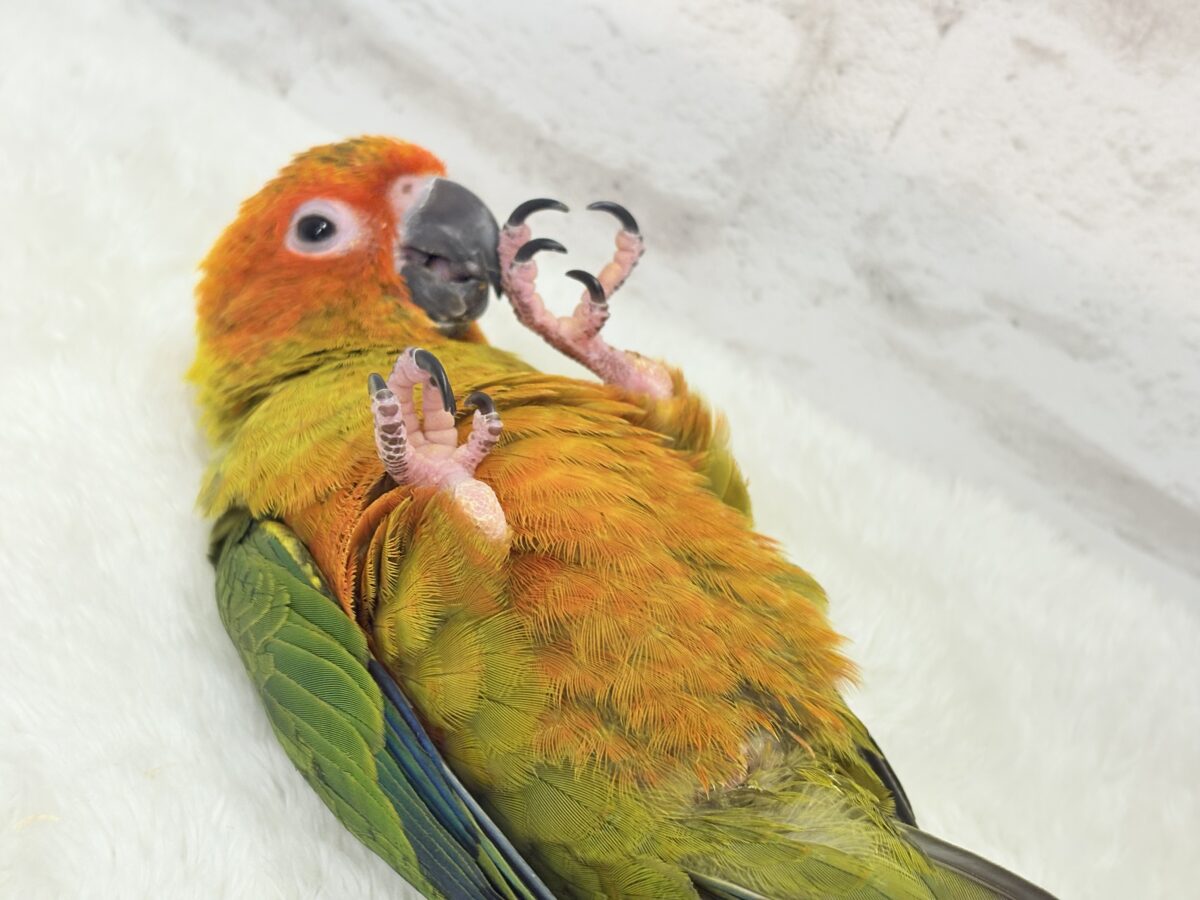 コガネメキシコインコ