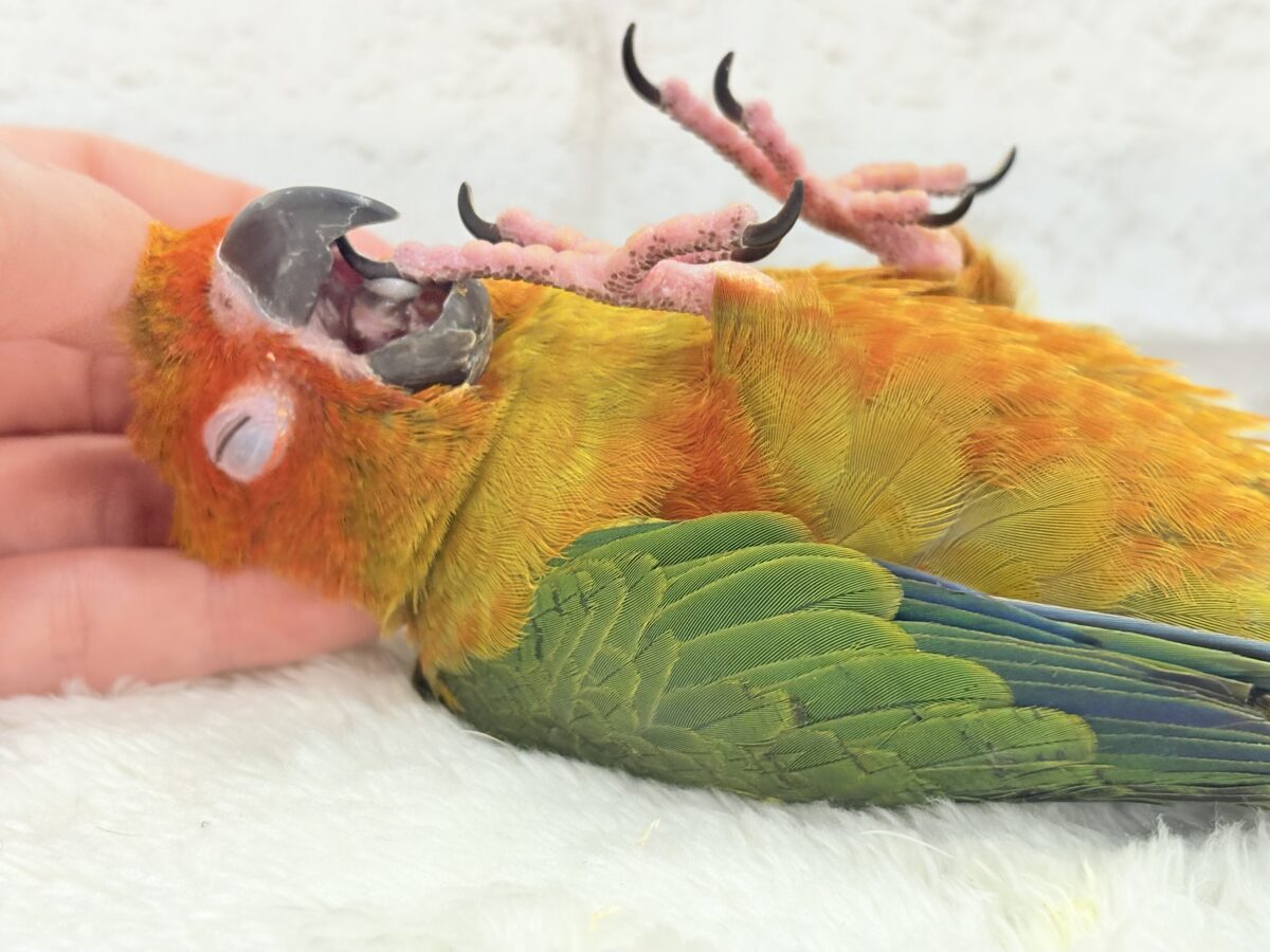 コガネメキシコインコ