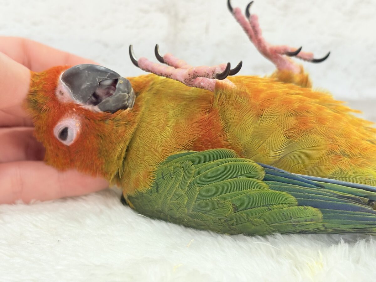 コガネメキシコインコ
