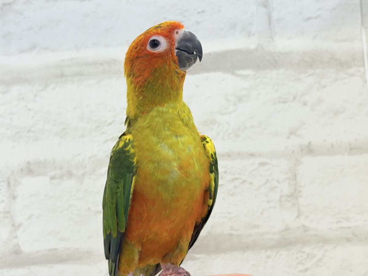 コガネメキシコインコ