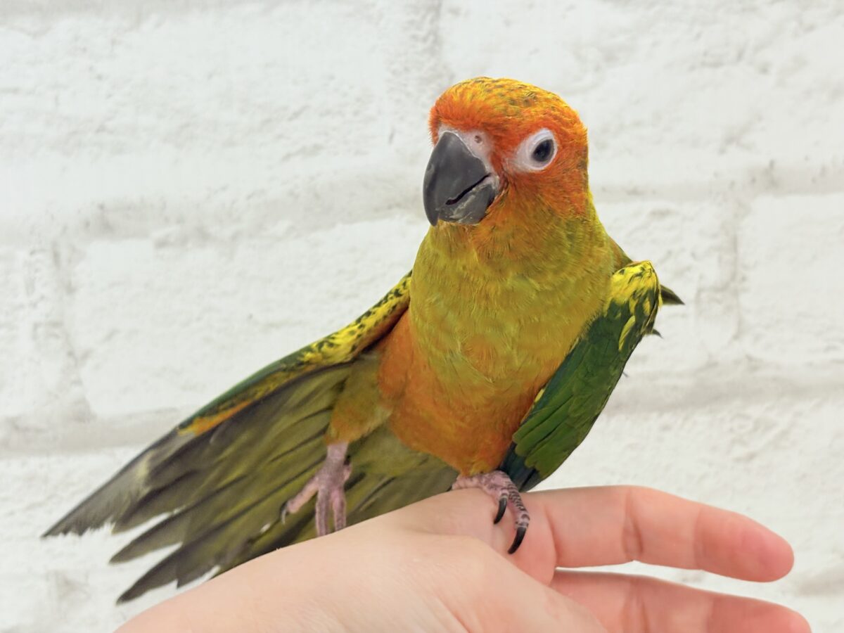 コガネメキシコインコ