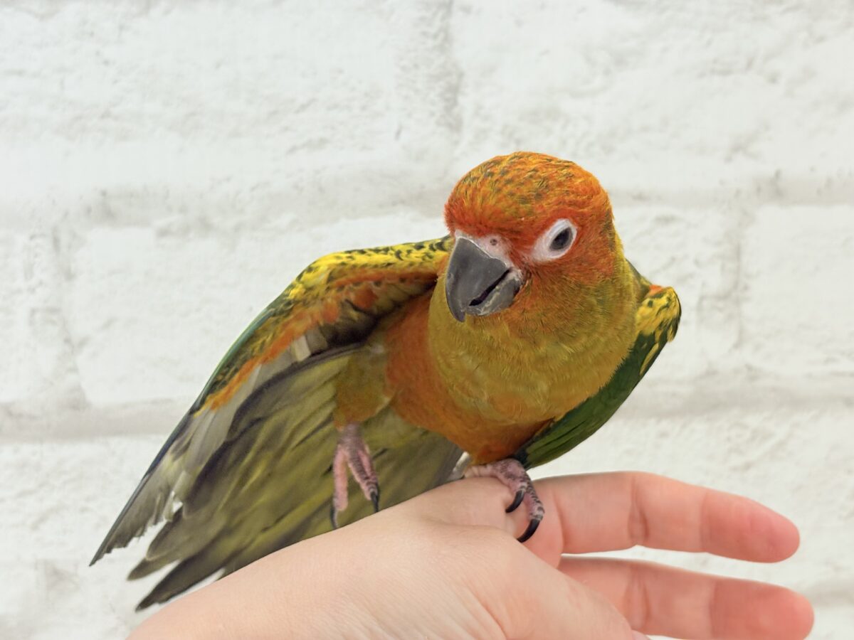 コガネメキシコインコ