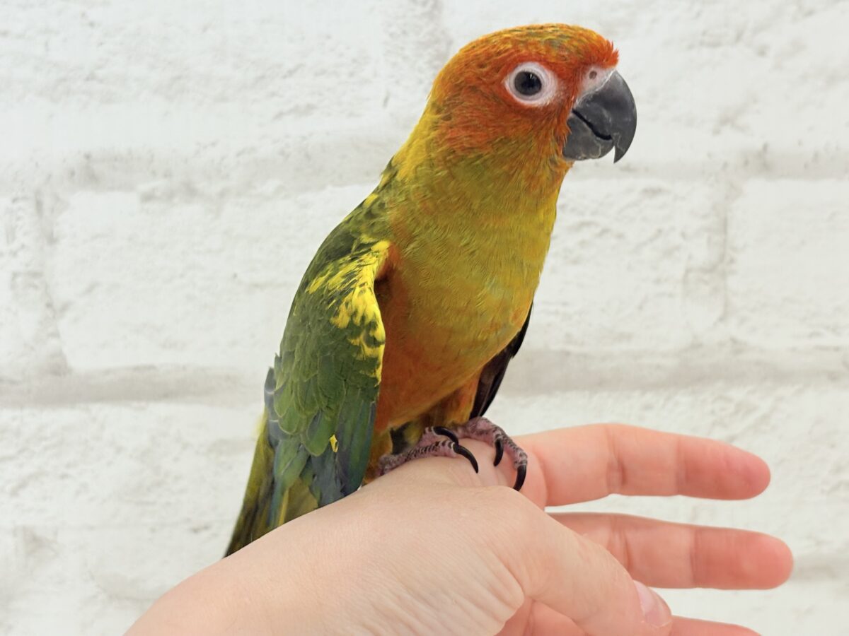 コガネメキシコインコ