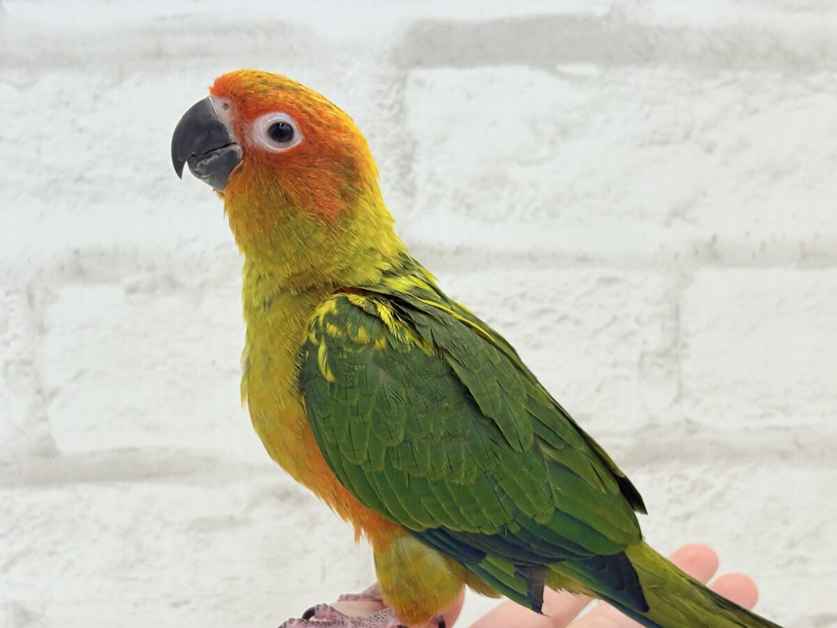 コガネメキシコインコ