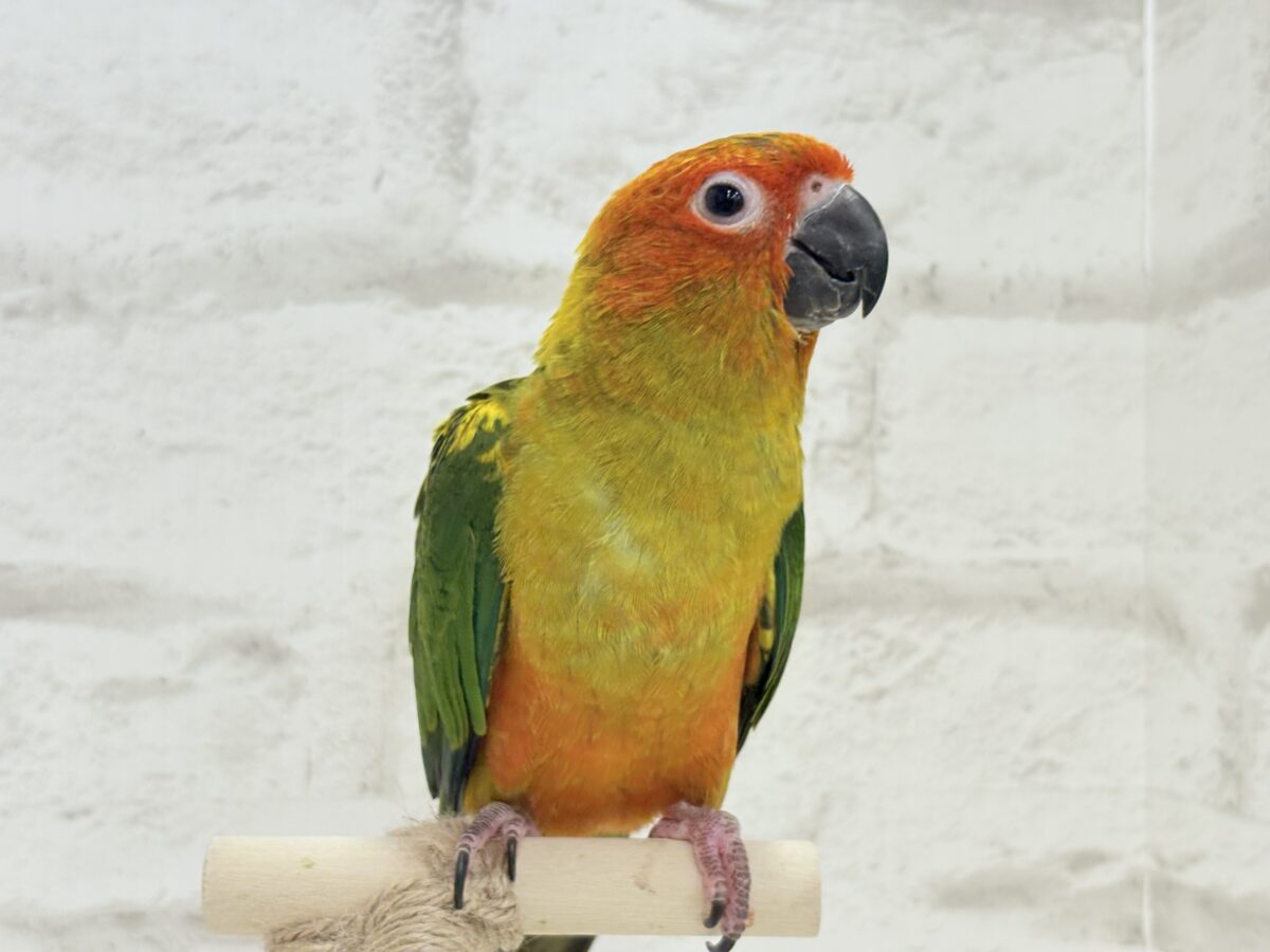 コガネメキシコインコ