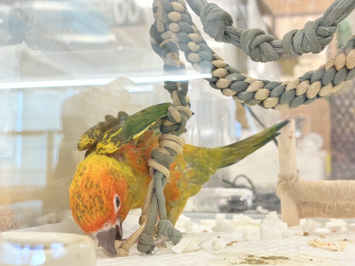 コガネメキシコインコ