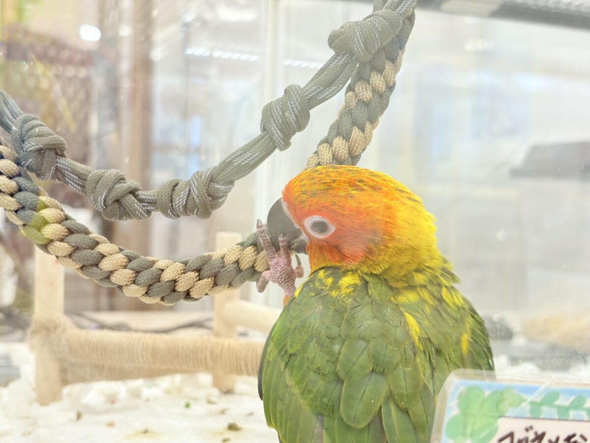 コガネメキシコインコ