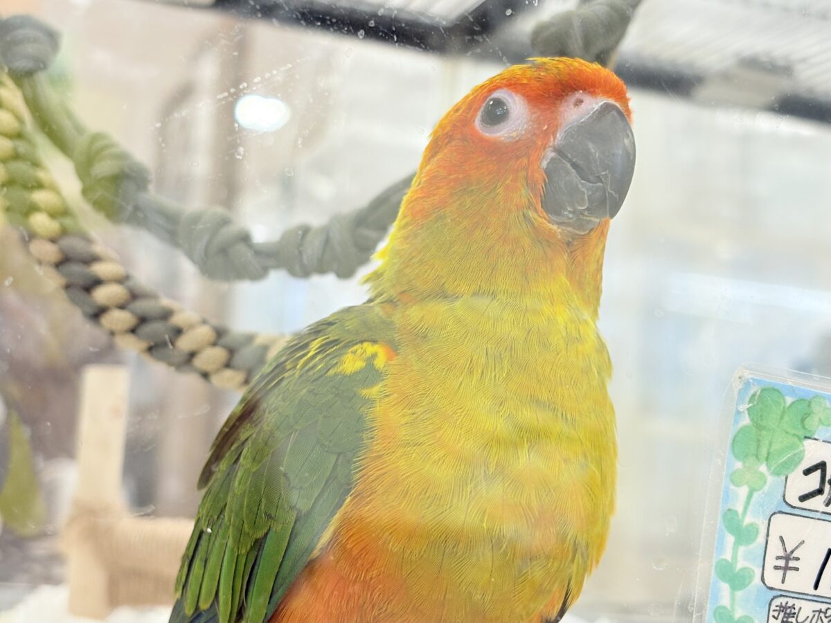 コガネメキシコインコ