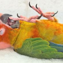 【最新画像更新🪄】甘々確定🐣💖コガネメキシコインコ ヒナ