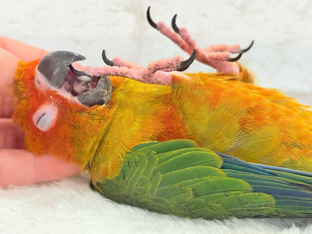 【最新画像更新🪄】甘々確定🐣💖コガネメキシコインコ ヒナ