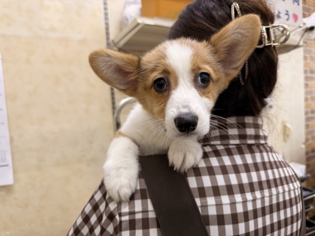 構ってくんないと拗ねちゃうぞ💗コーギーの女のコきました🌟 ウェルシュコーギー・ペンブローグ