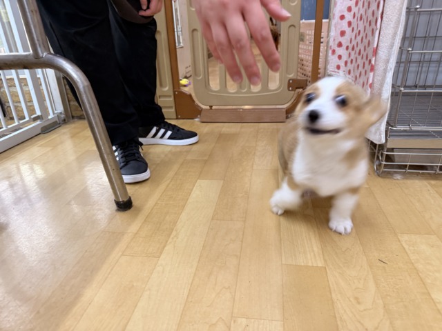 構ってくんないと拗ねちゃうぞ💗コーギーの女のコきました🌟 ウェルシュコーギー・ペンブローグ