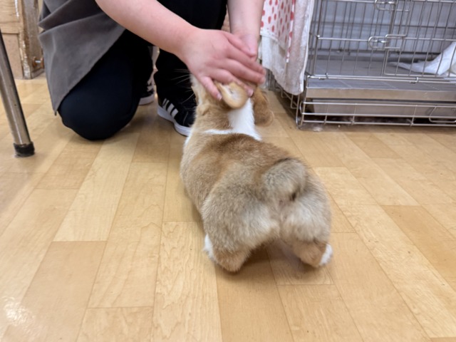 構ってくんないと拗ねちゃうぞ💗コーギーの女のコきました🌟 ウェルシュコーギー・ペンブローグ