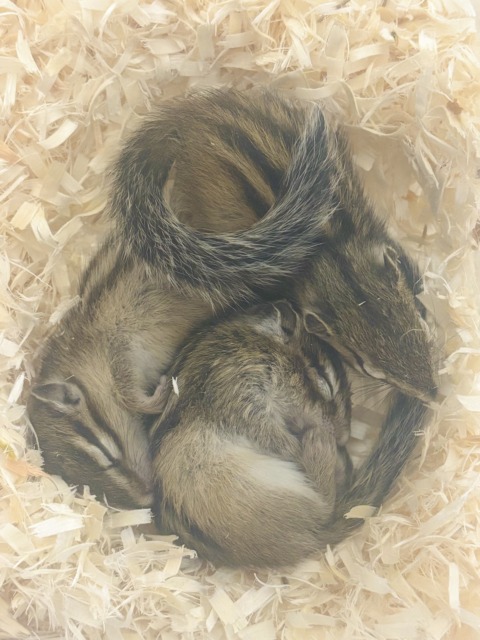 シマリス（ノーマル）