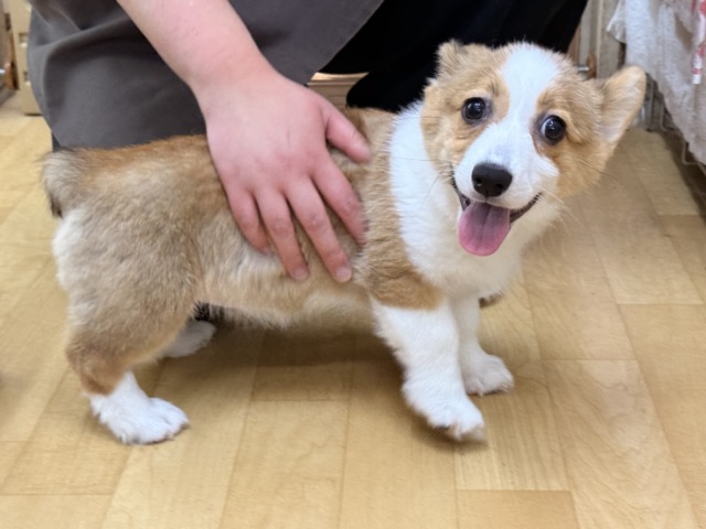 構ってくんないと拗ねちゃうぞ💗コーギーの女のコきました🌟 ウェルシュコーギー・ペンブローグ