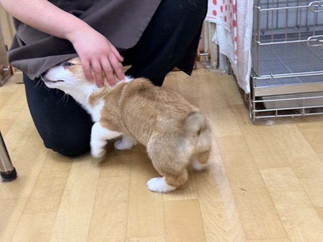 構ってくんないと拗ねちゃうぞ💗コーギーの女のコきました🌟 ウェルシュコーギー・ペンブローグ