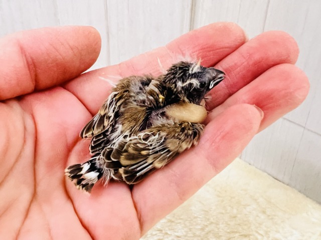 錦花鳥（キンカチョウ）
