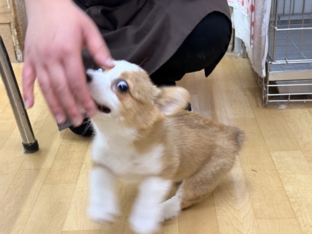 構ってくんないと拗ねちゃうぞ💗コーギーの女のコきました🌟 ウェルシュコーギー・ペンブローグ