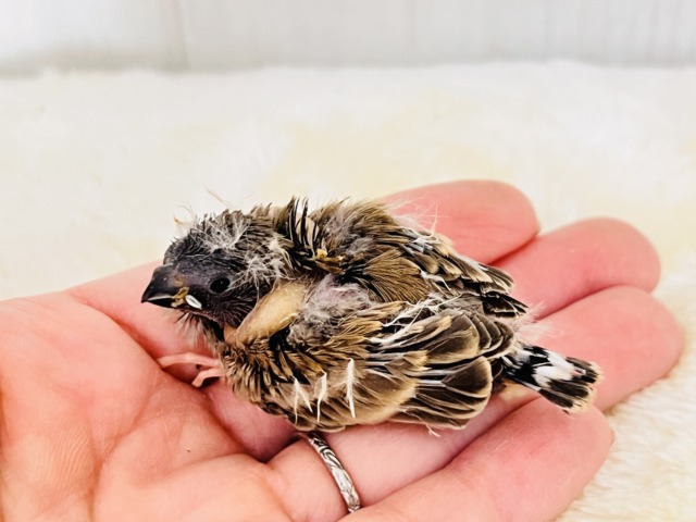 錦花鳥（キンカチョウ）