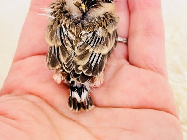 錦花鳥（キンカチョウ）