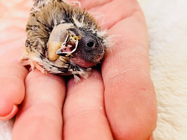 錦花鳥（キンカチョウ）