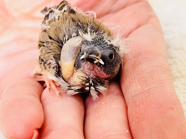 錦花鳥（キンカチョウ）