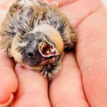 ててててい‼︎小さなパヤパヤ星人✨キンカ鳥の雛だテイ！