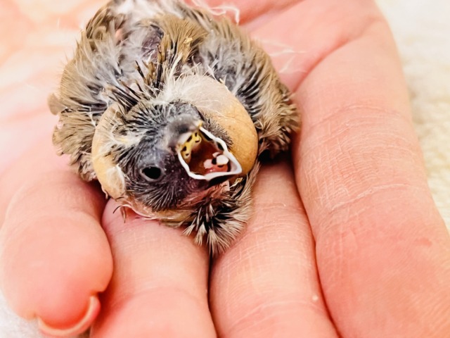 ててててい‼︎小さなパヤパヤ星人✨キンカ鳥の雛だテイ！