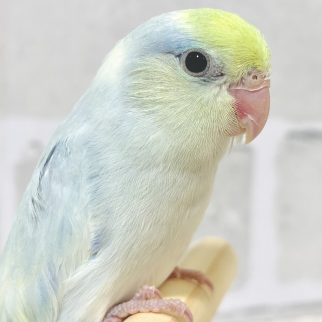 マメルリハ ターコイズダイリュートミディアムパイドライラック 男の子 🍵🍃･.｡*･.｡*