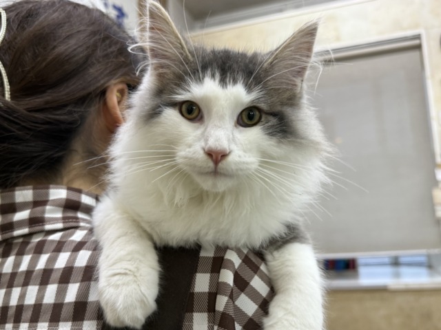 ノルウェージャンフォレストキャット