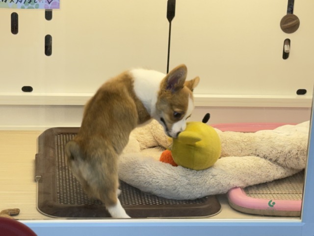 構ってくんないと拗ねちゃうぞ💗コーギーの女のコきました🌟 ウェルシュコーギー・ペンブローグ